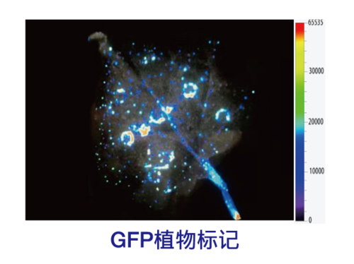 GFP植物标记.png