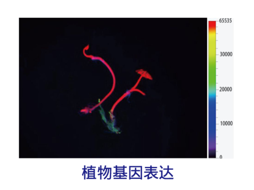 植物基因表达.png