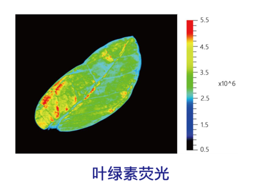 叶绿素荧光.png